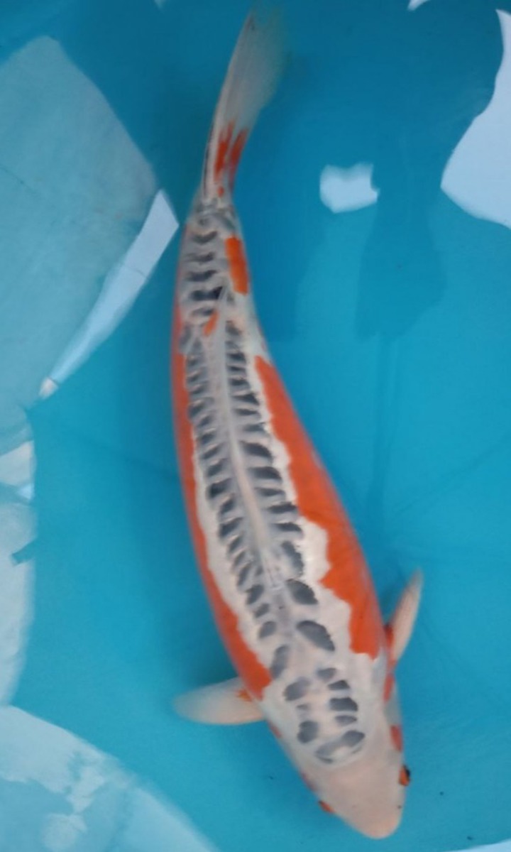 Koi picture