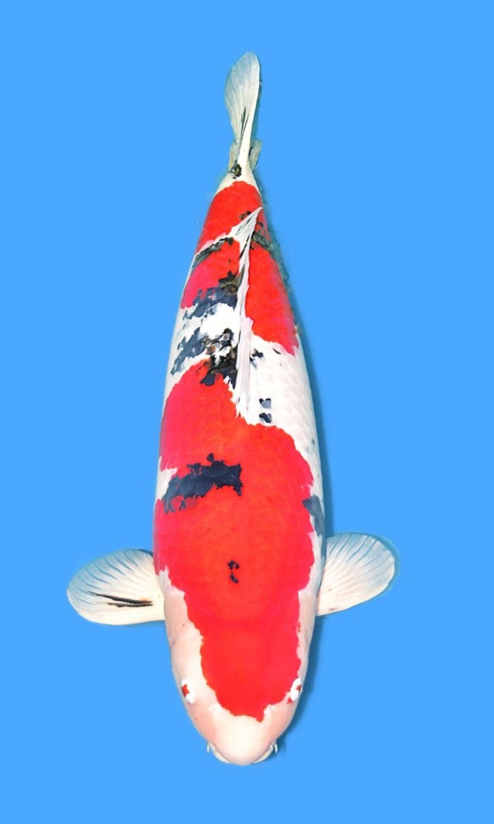 Koi picture