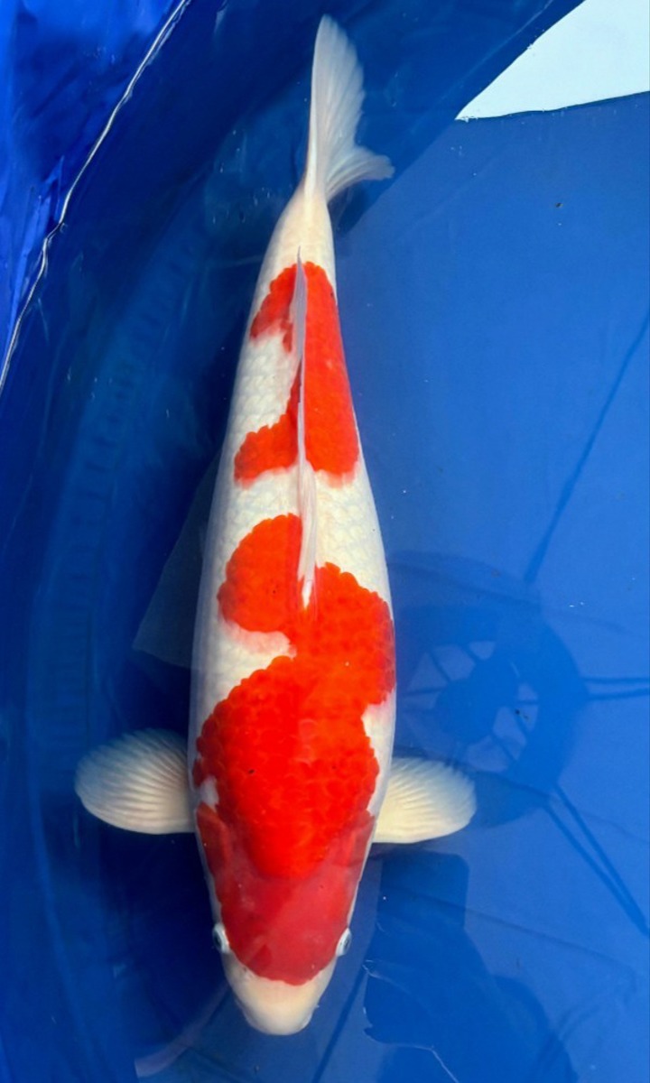 Koi picture