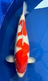 Koi