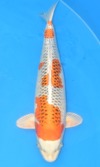 Koi