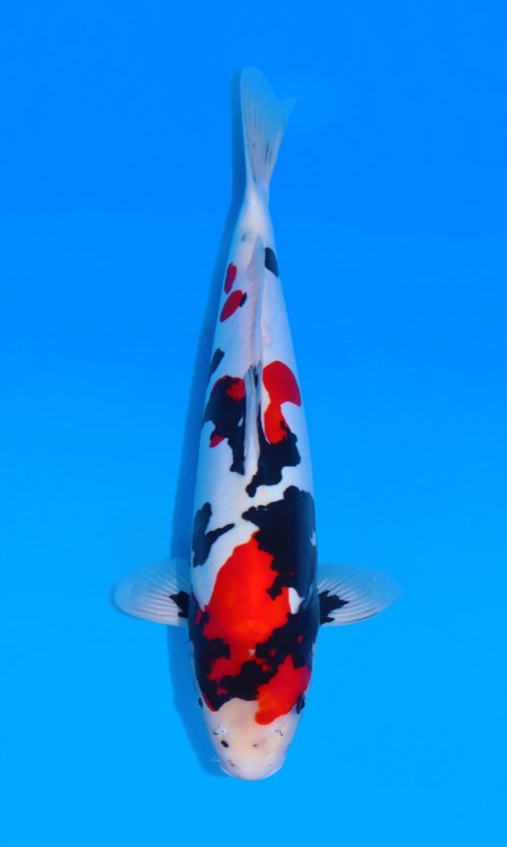 Koi picture