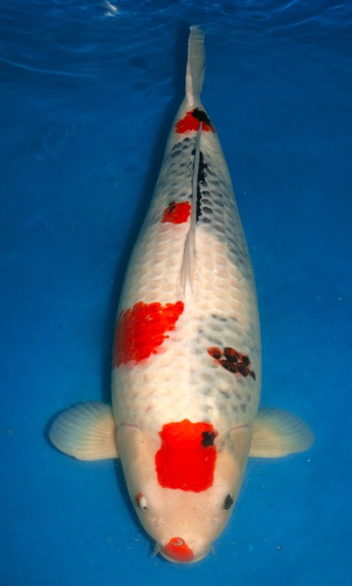 Koi picture