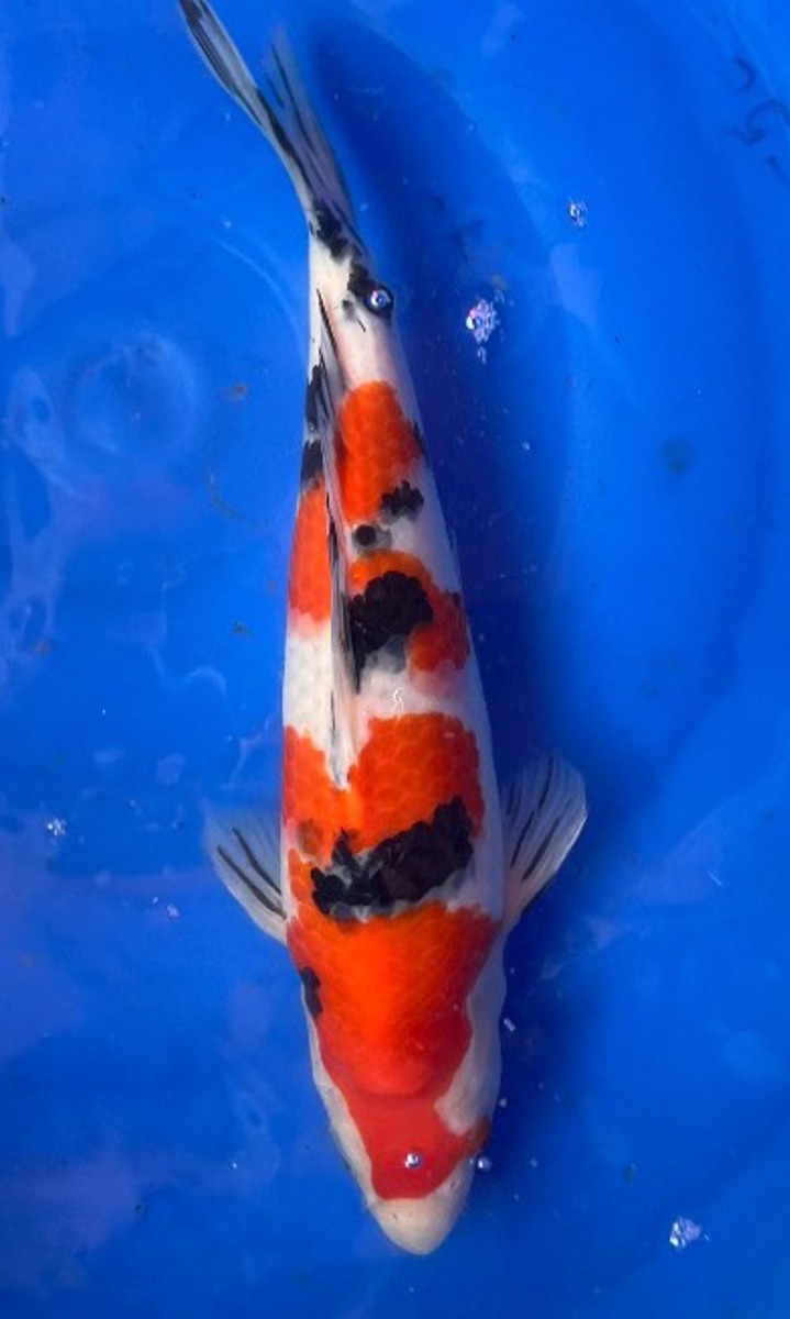 Koi picture