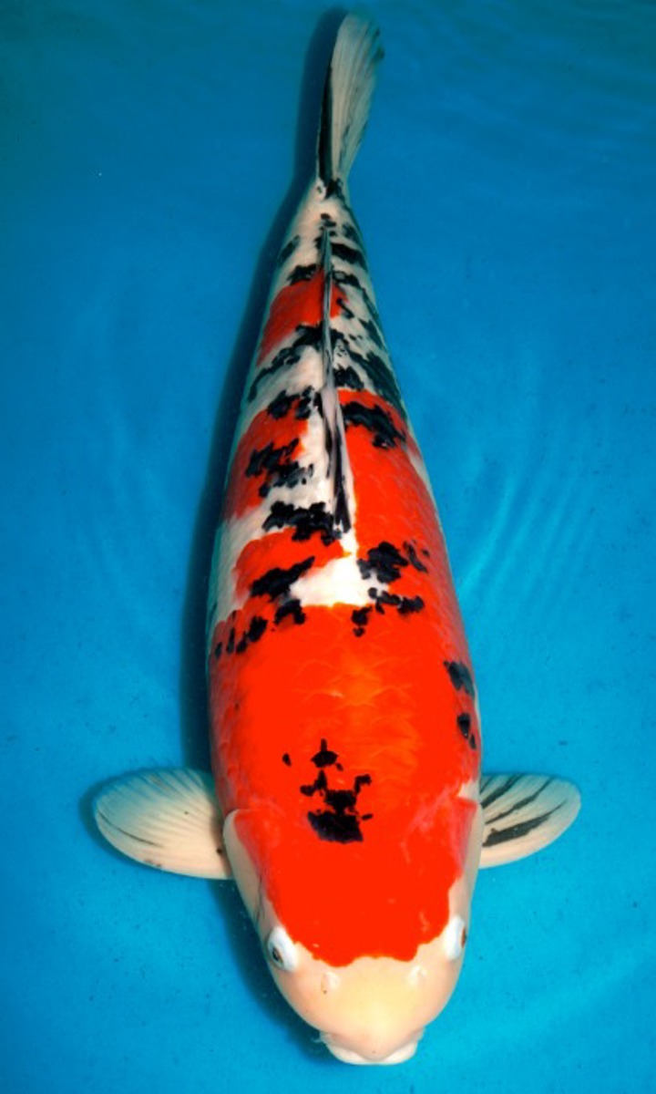 Koi picture