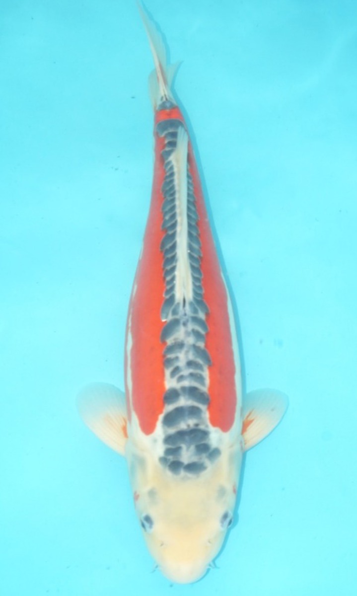 Koi picture