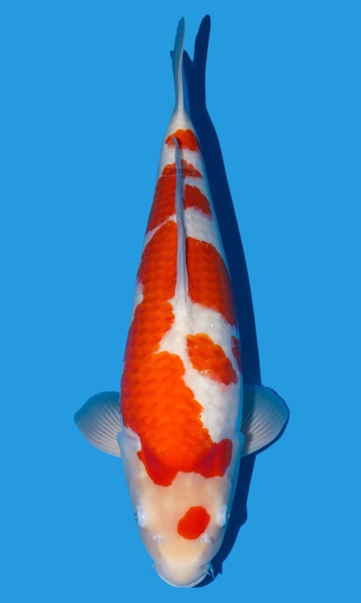 Koi picture