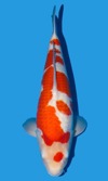 Koi