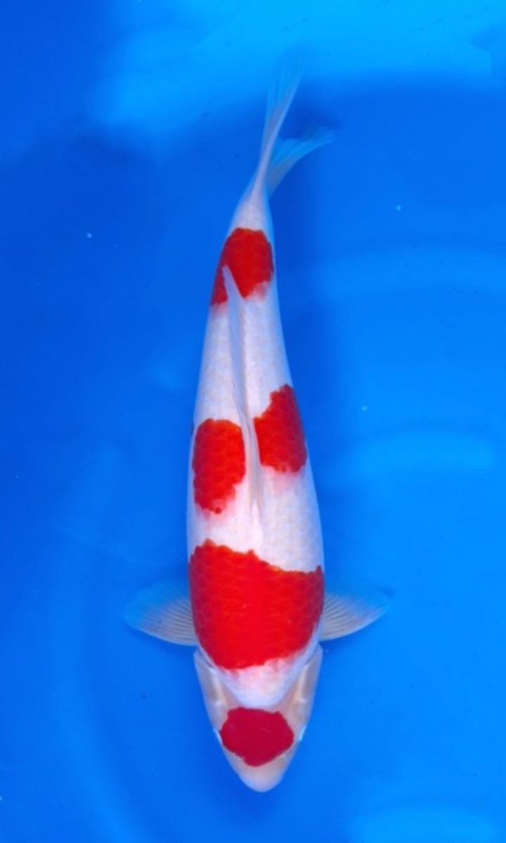 Koi picture
