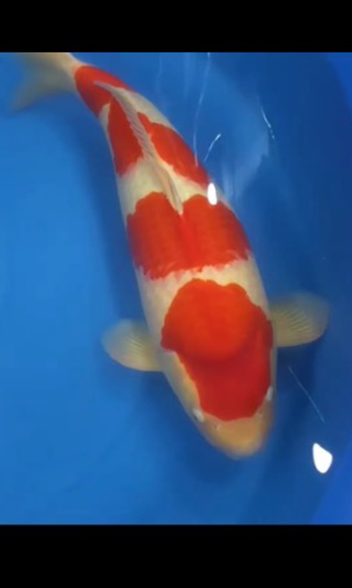 Koi picture