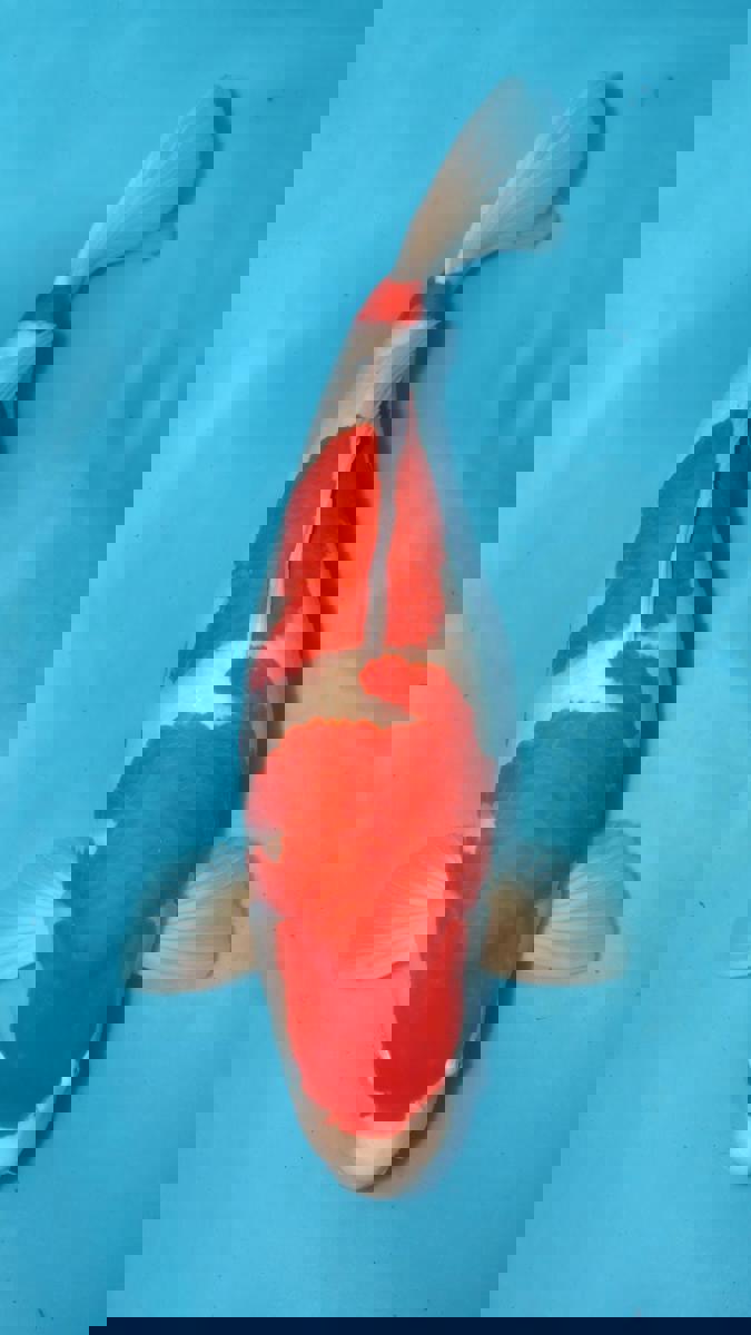 Koi picture