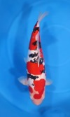 Koi