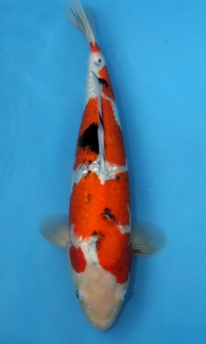 Koi picture