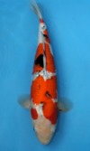 Koi