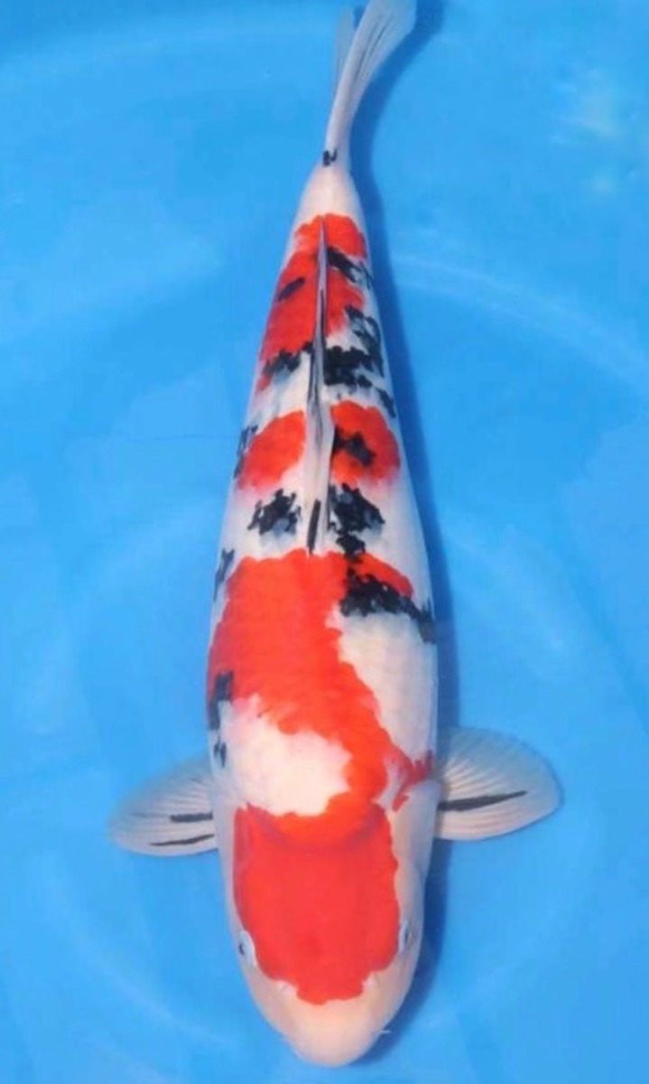 Koi picture