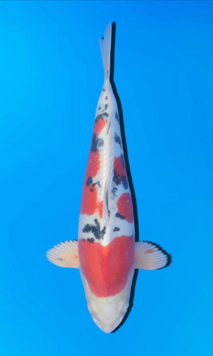 Koi picture