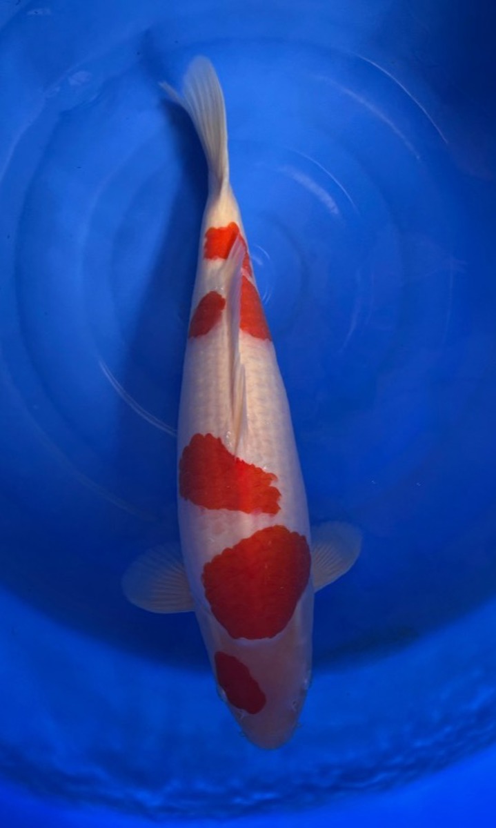 Koi picture
