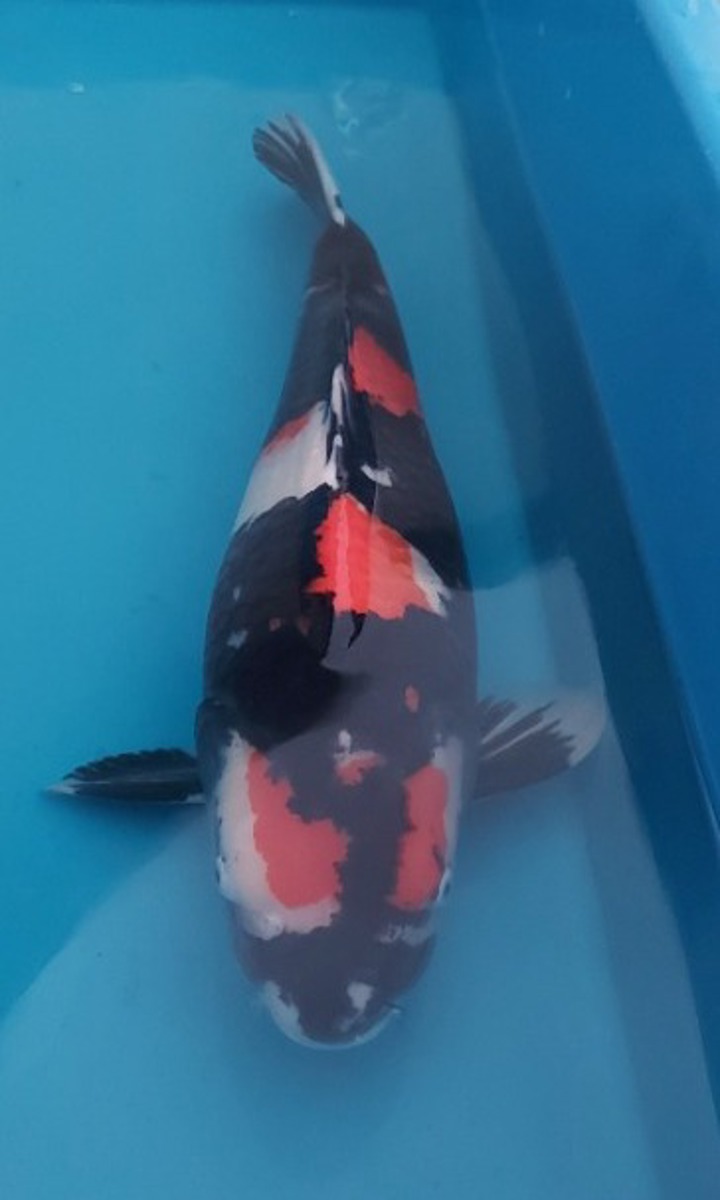 Koi picture