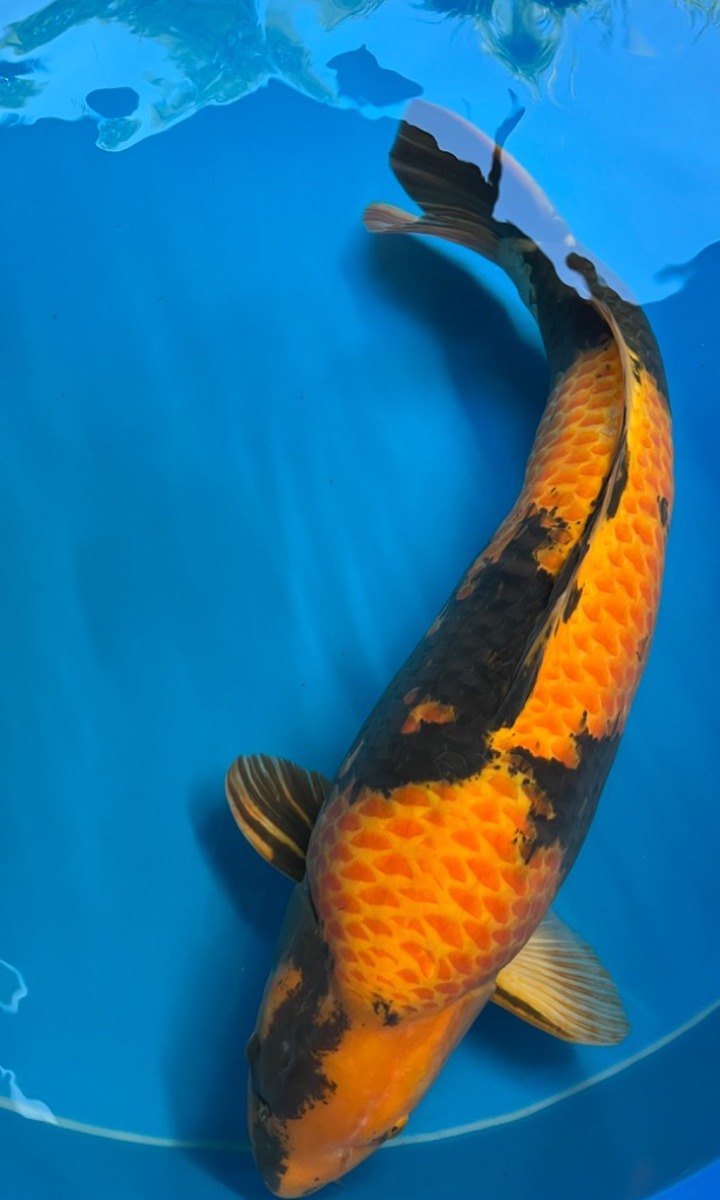 Koi picture