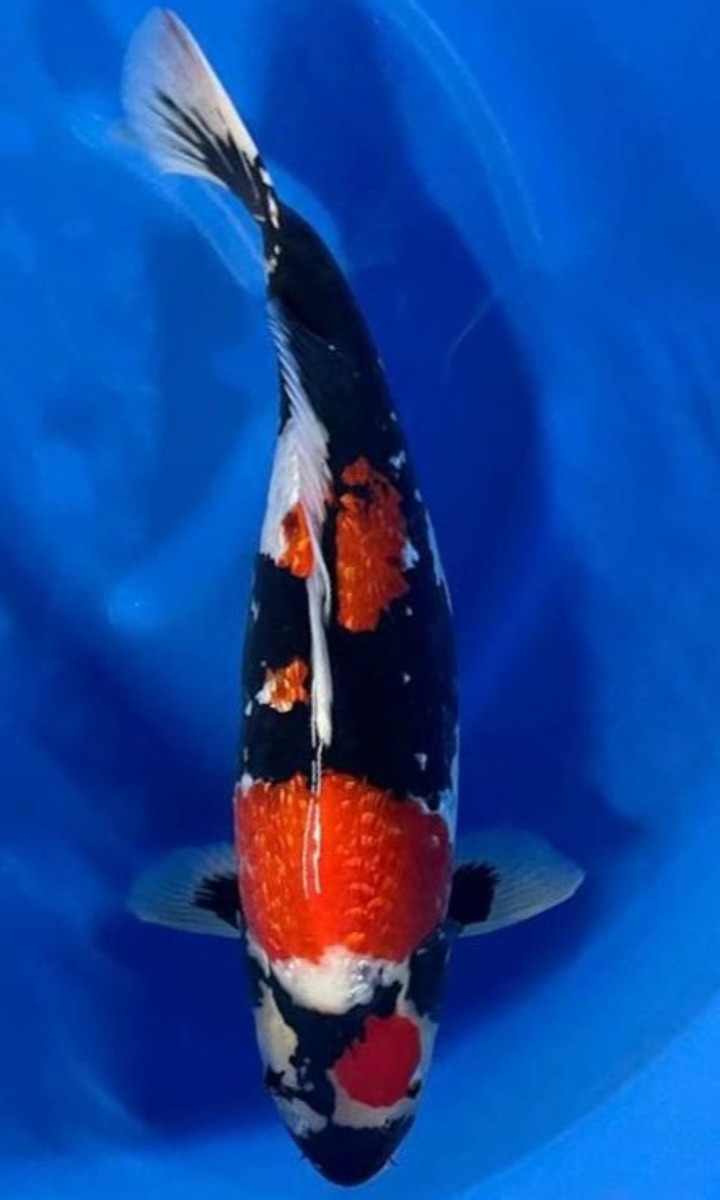 Koi picture