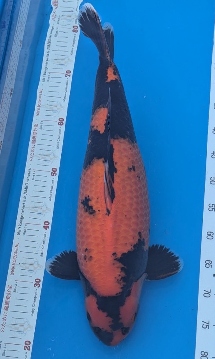 Koi picture