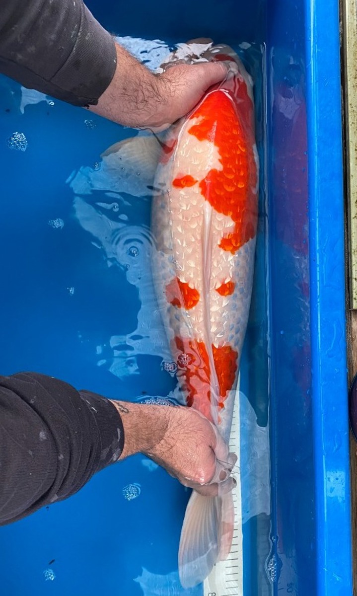 Koi picture