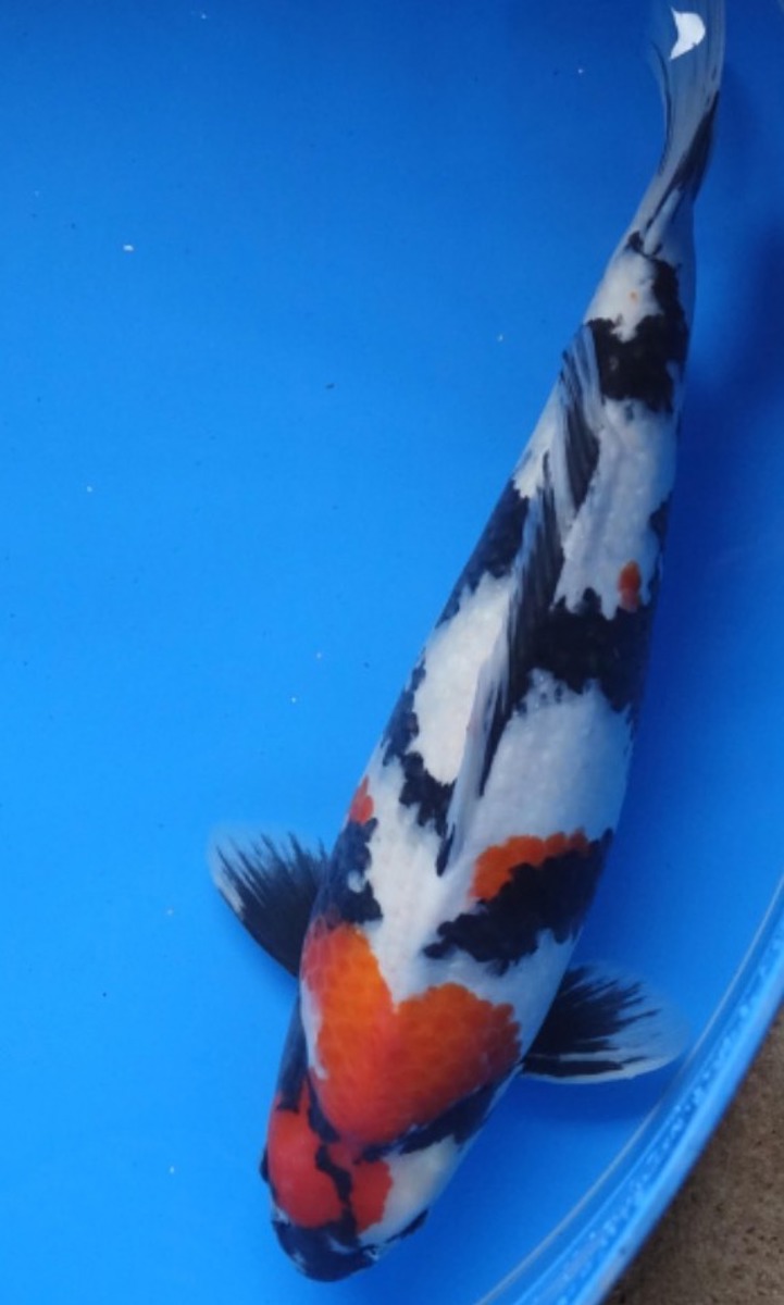 Koi picture