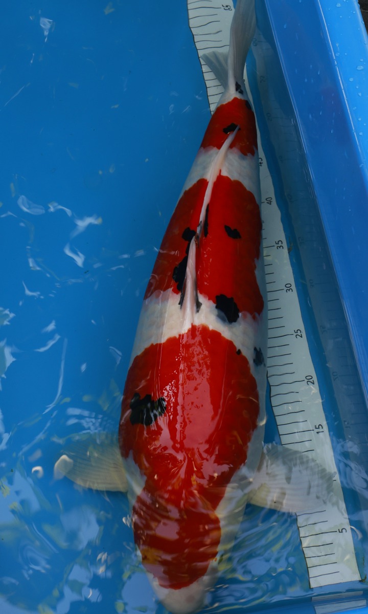 Koi picture