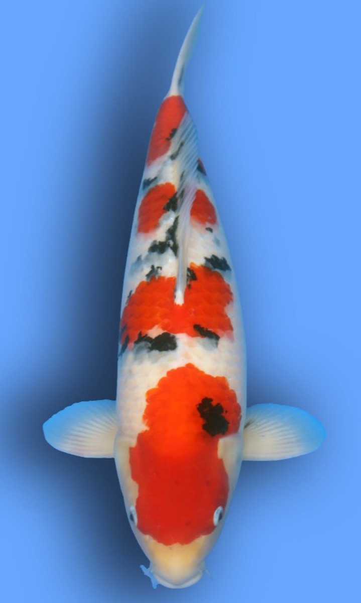 Koi picture