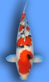 Koi