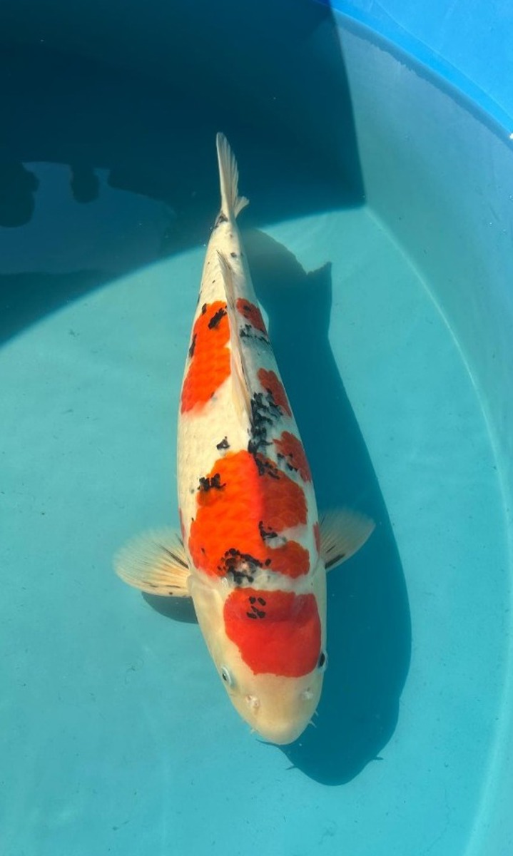 Koi picture