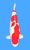 Koi