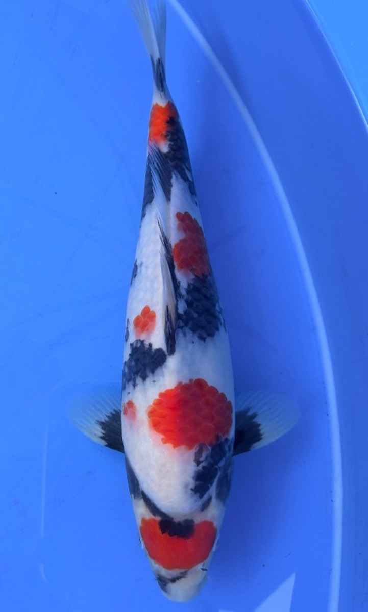 Koi picture