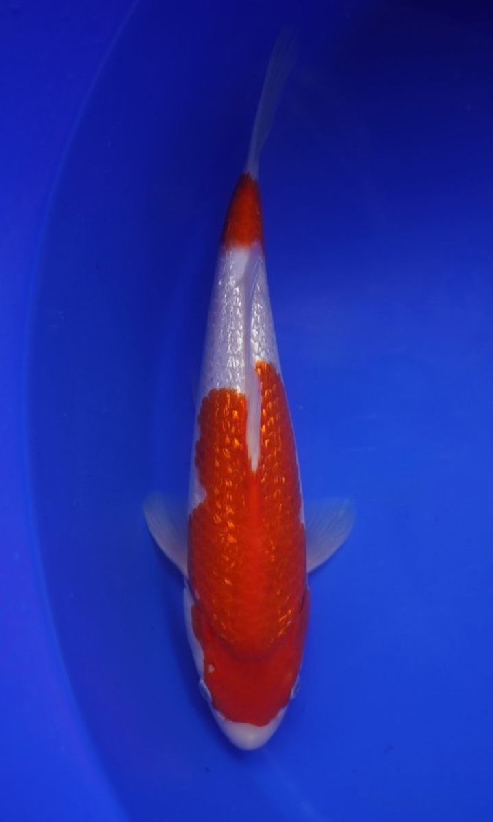 Koi picture