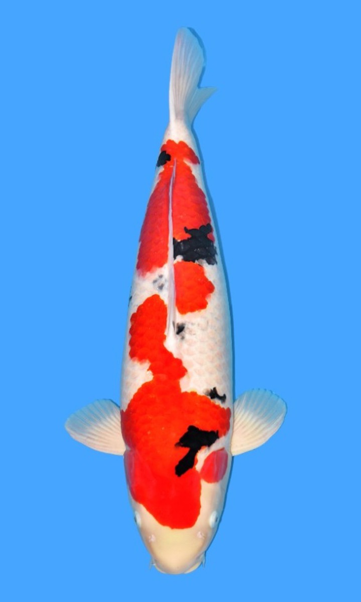 Koi picture