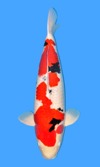 Koi