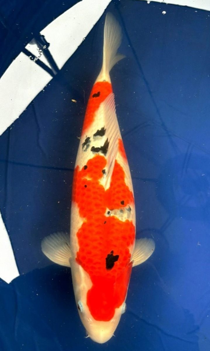 Koi picture