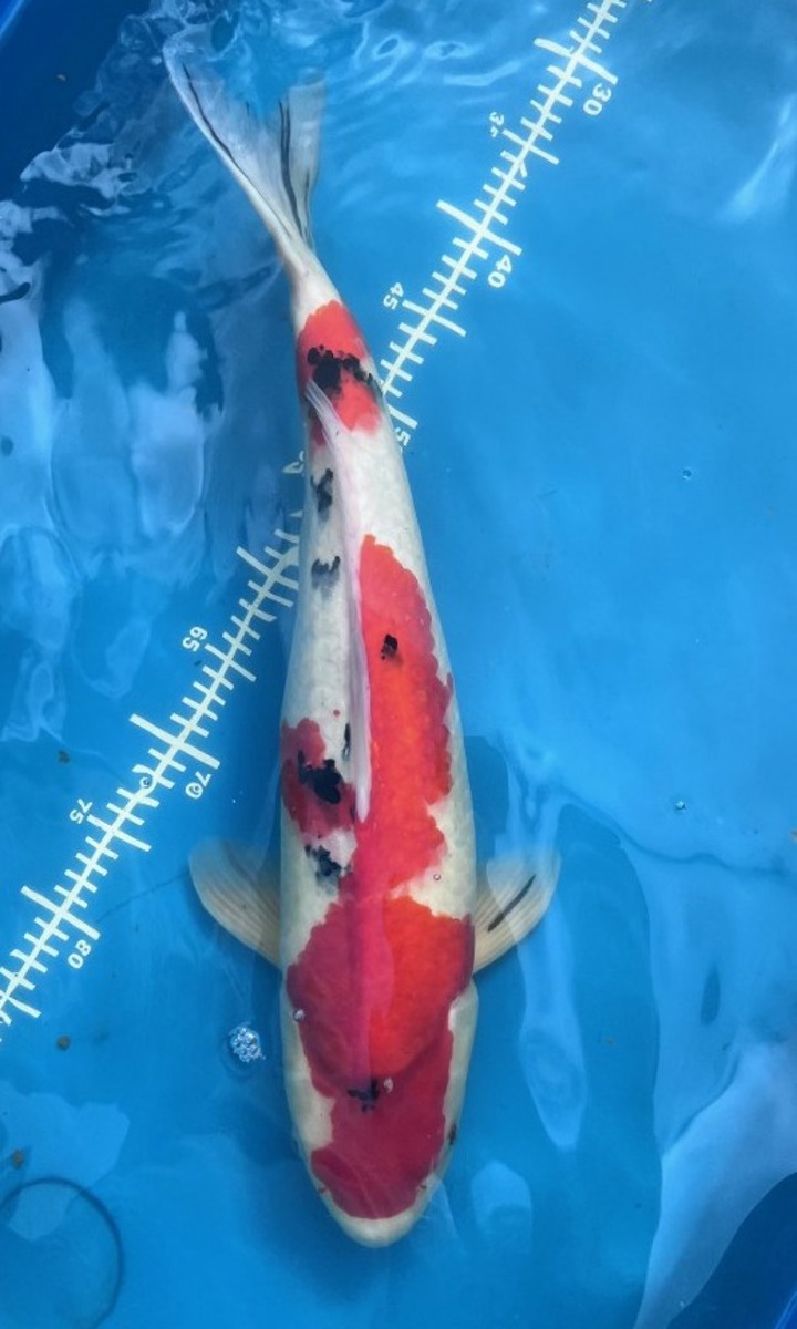 Koi picture