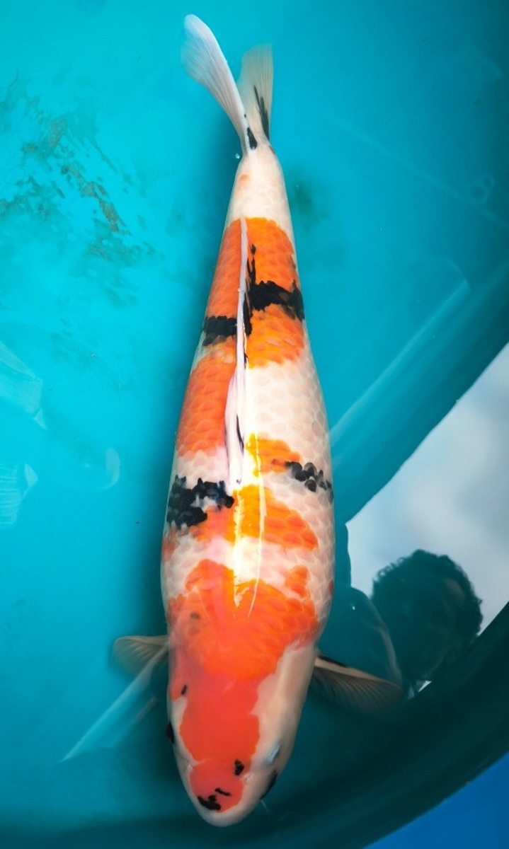 Koi picture