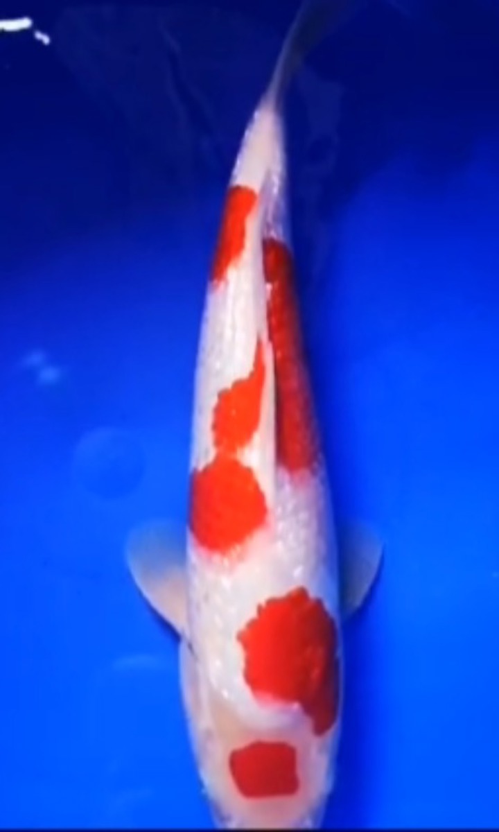 Koi picture