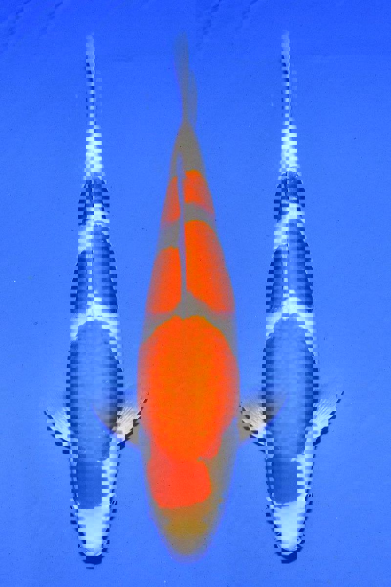 Koi picture