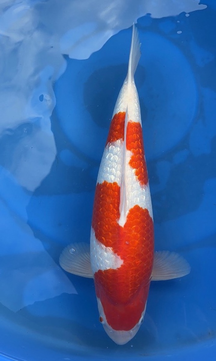 Koi picture