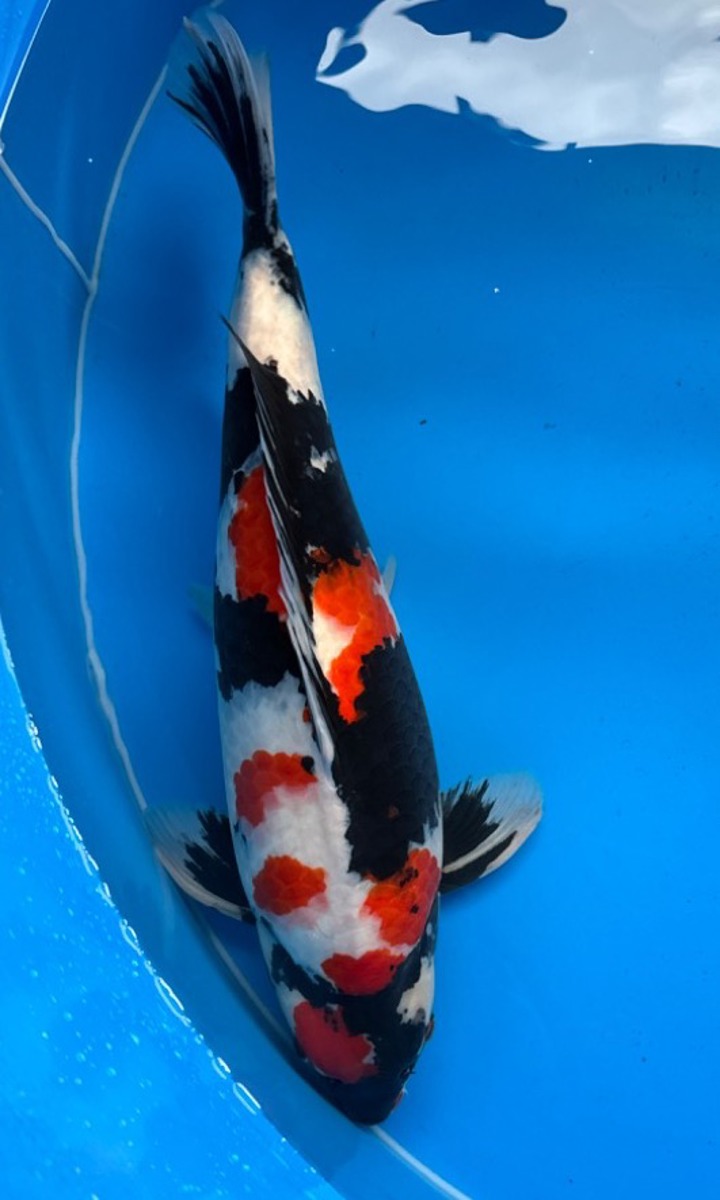 Koi picture