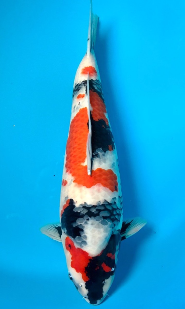 Koi picture