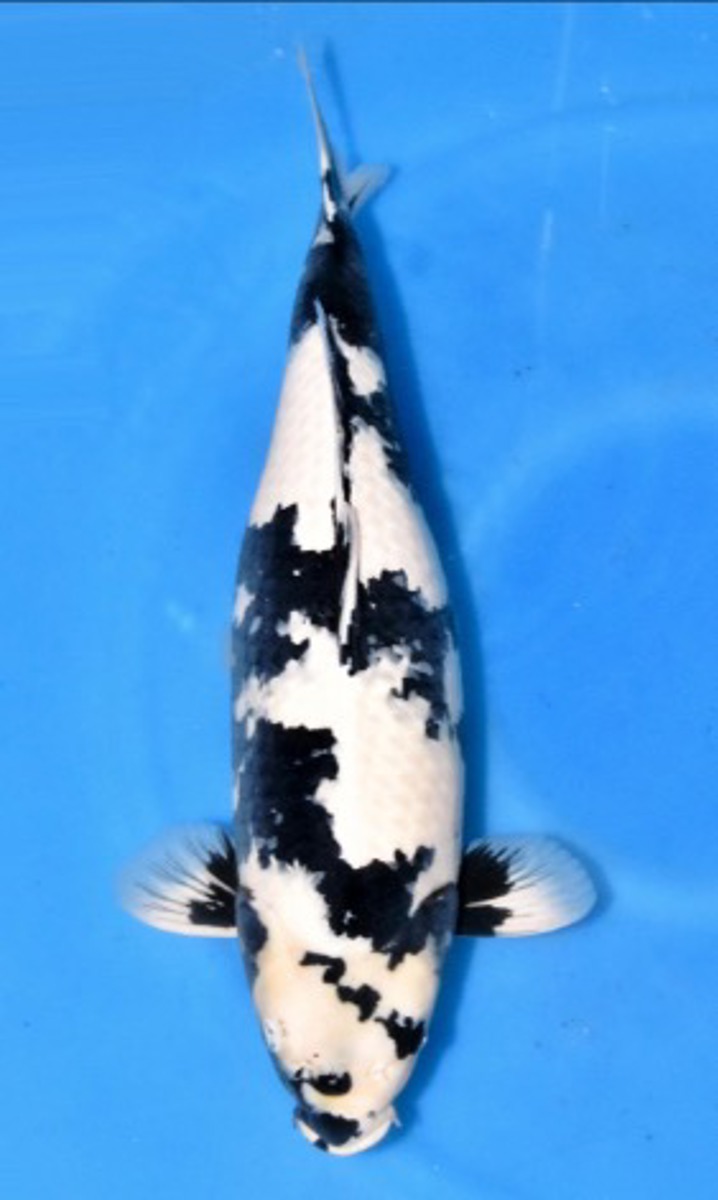 Koi picture