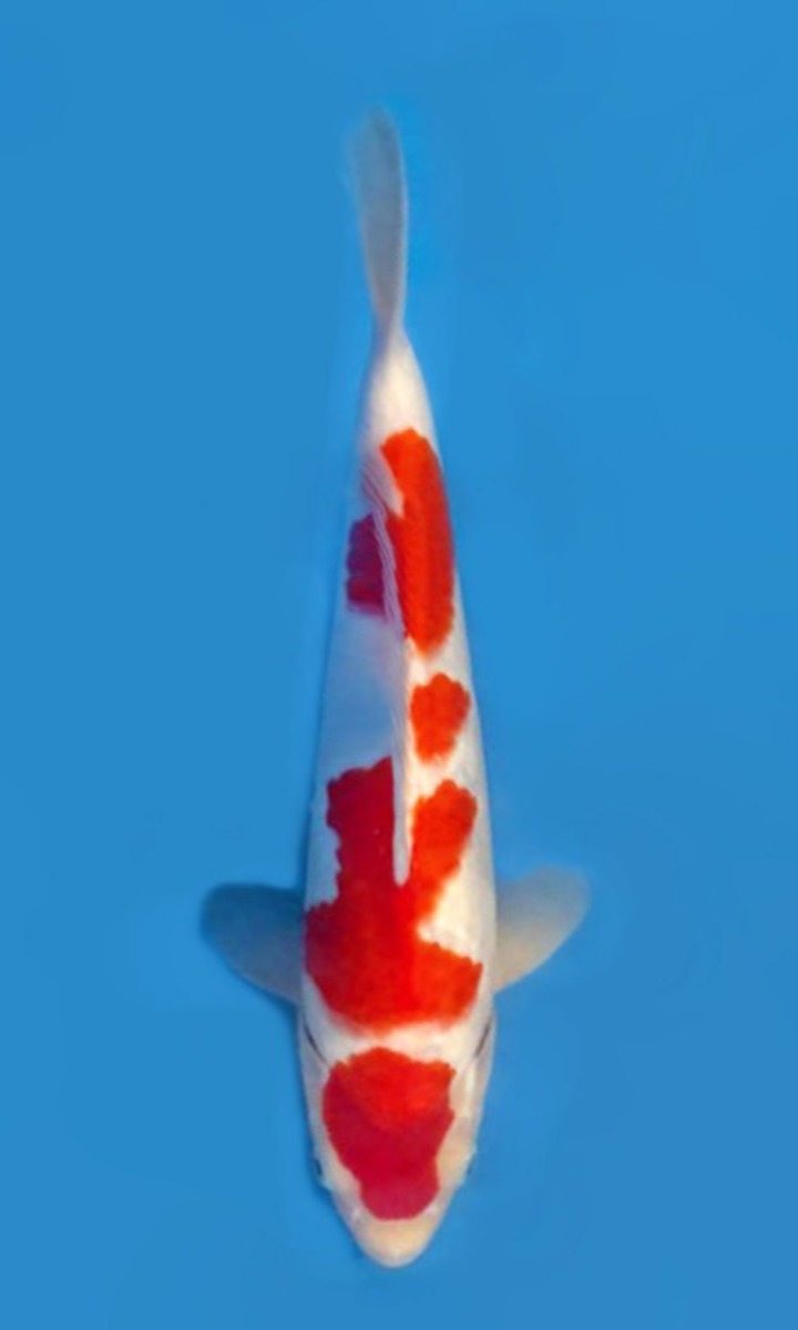 Koi picture