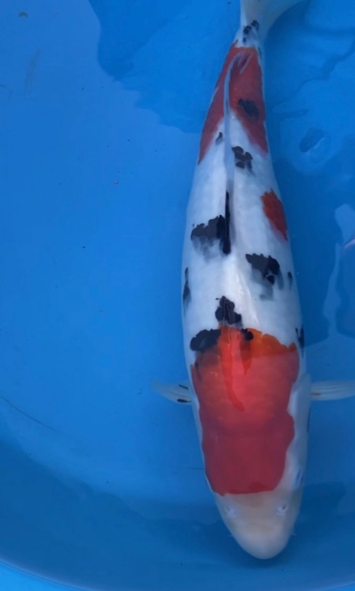 Koi picture