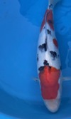 Koi