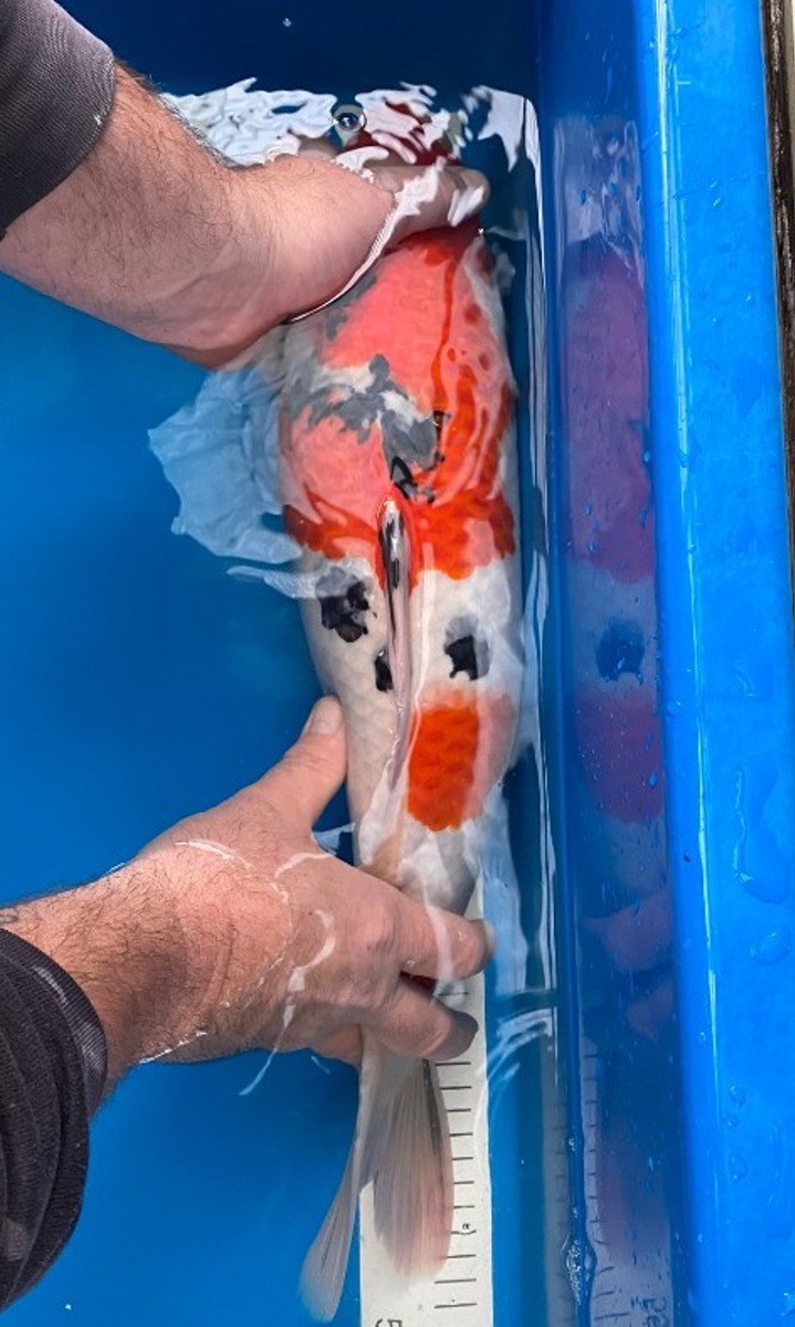 Koi picture