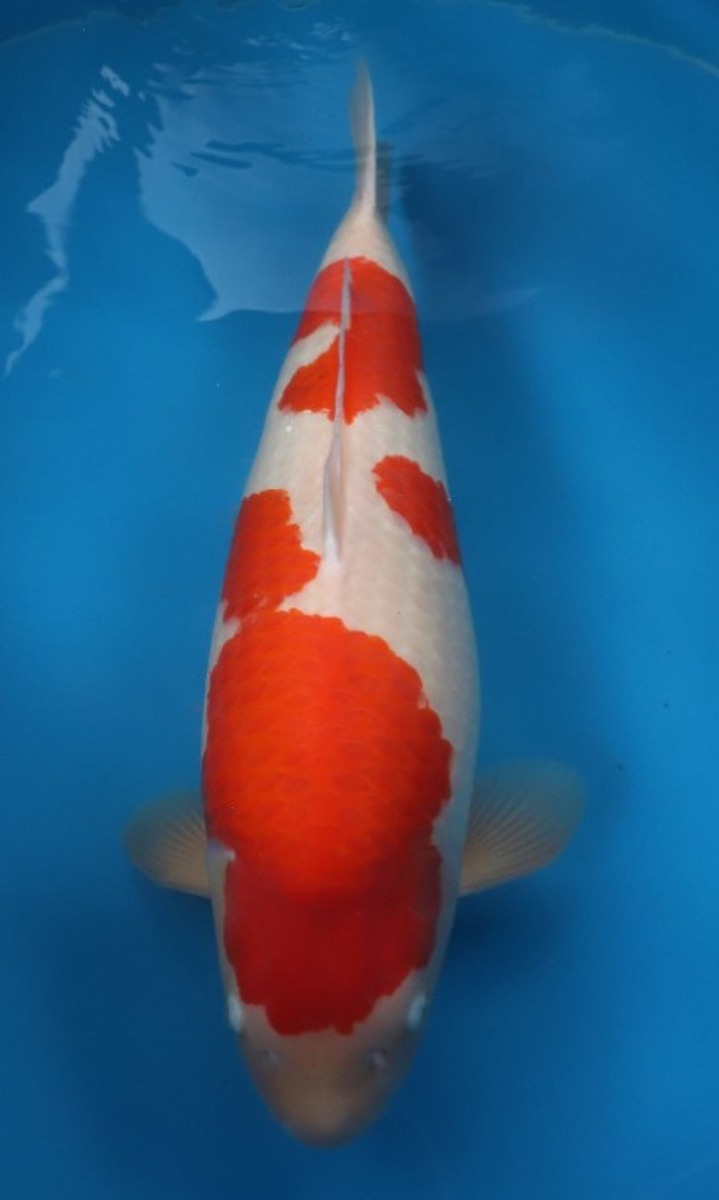 Koi picture